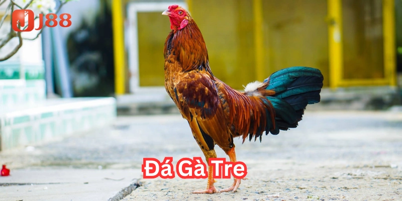Cách chăm sóc Đá Gà Tre đúng cách