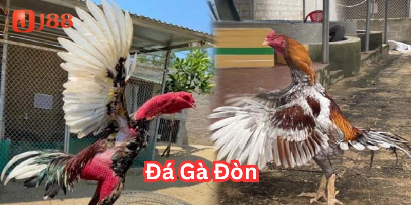 Cách huấn luyện Đá Gà Đòn