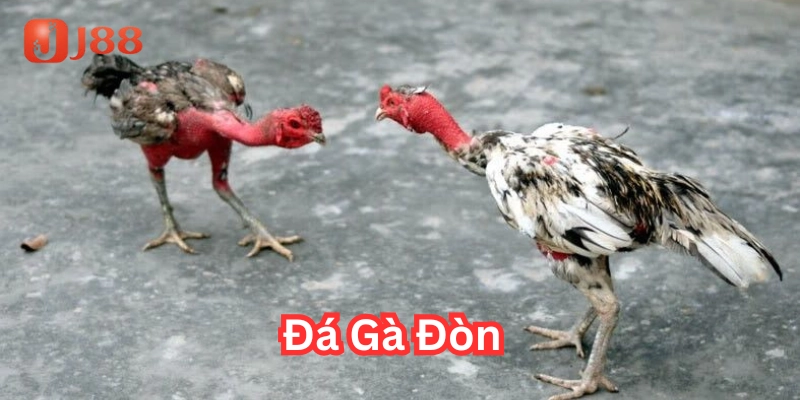 Đá Gà Đòn có gì nổi bật