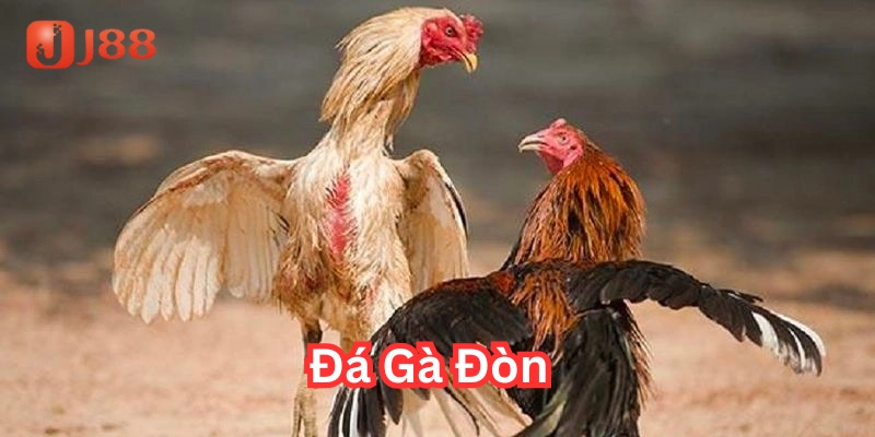 Đá Gà Đòn là gì?