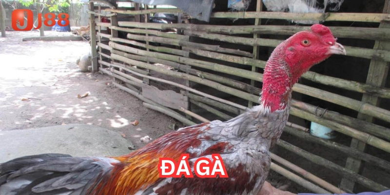 Đá Gà là gì?