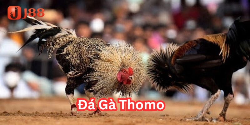 Đá Gà Thomo là gì?
