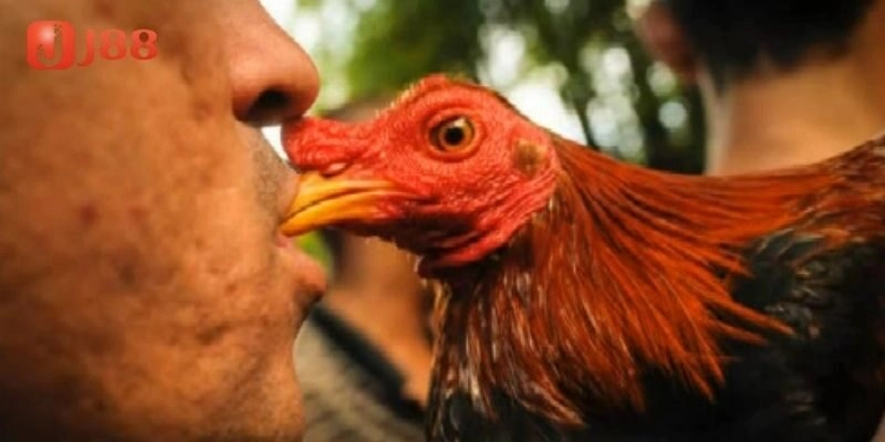 Giới thiệu về giống gà chọi cuba