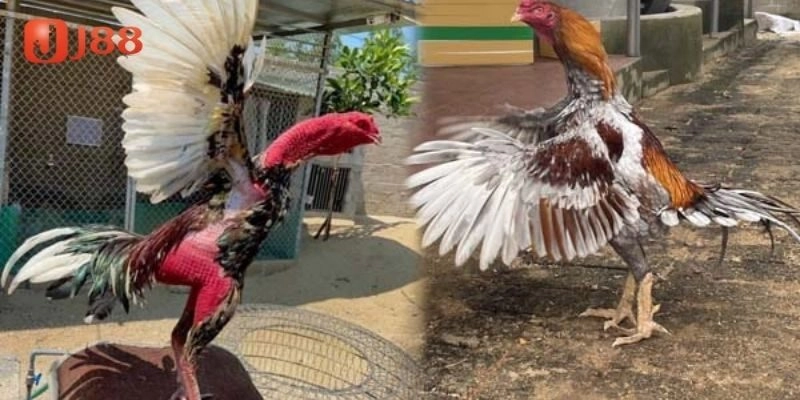 Giới thiệu về giống gà chọi tây ban nha