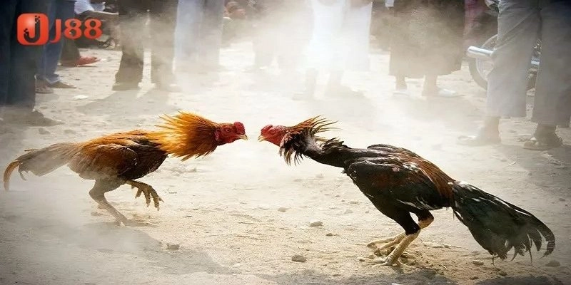 Giới thiệu về giống gà đá hầu