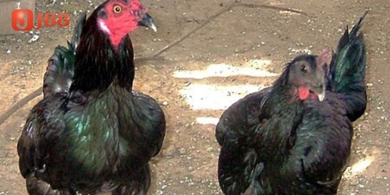 Giới thiệu về giống gà đá peru