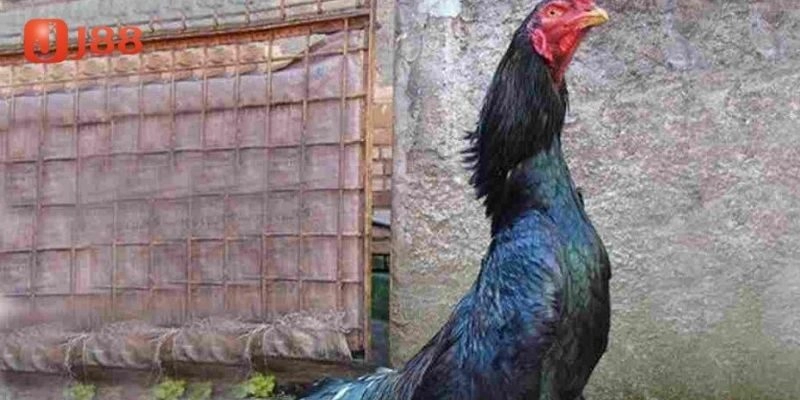 Giới thiệu về giống gà shamo độc đáo