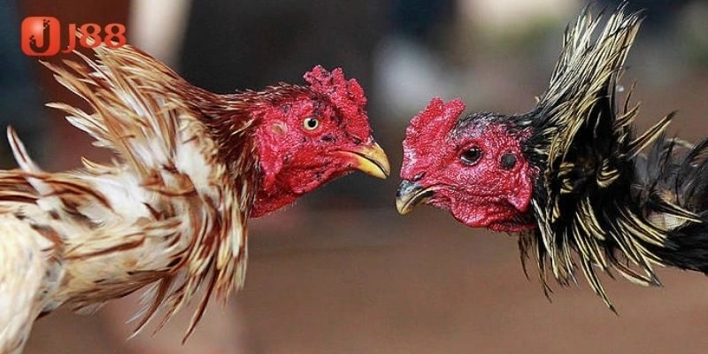 Kinh nghiệm chăm sóc gà chọi tây ban nha