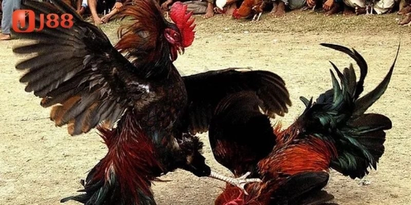 Kinh nghiệm chọn gà đá hầu hiệu quả