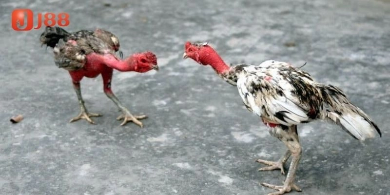 Lưu ý chăm sóc gà nòi hiệu quả