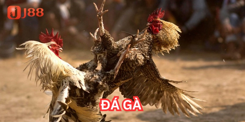 Mẹo hay cá cược Đá Gà hiệu quả